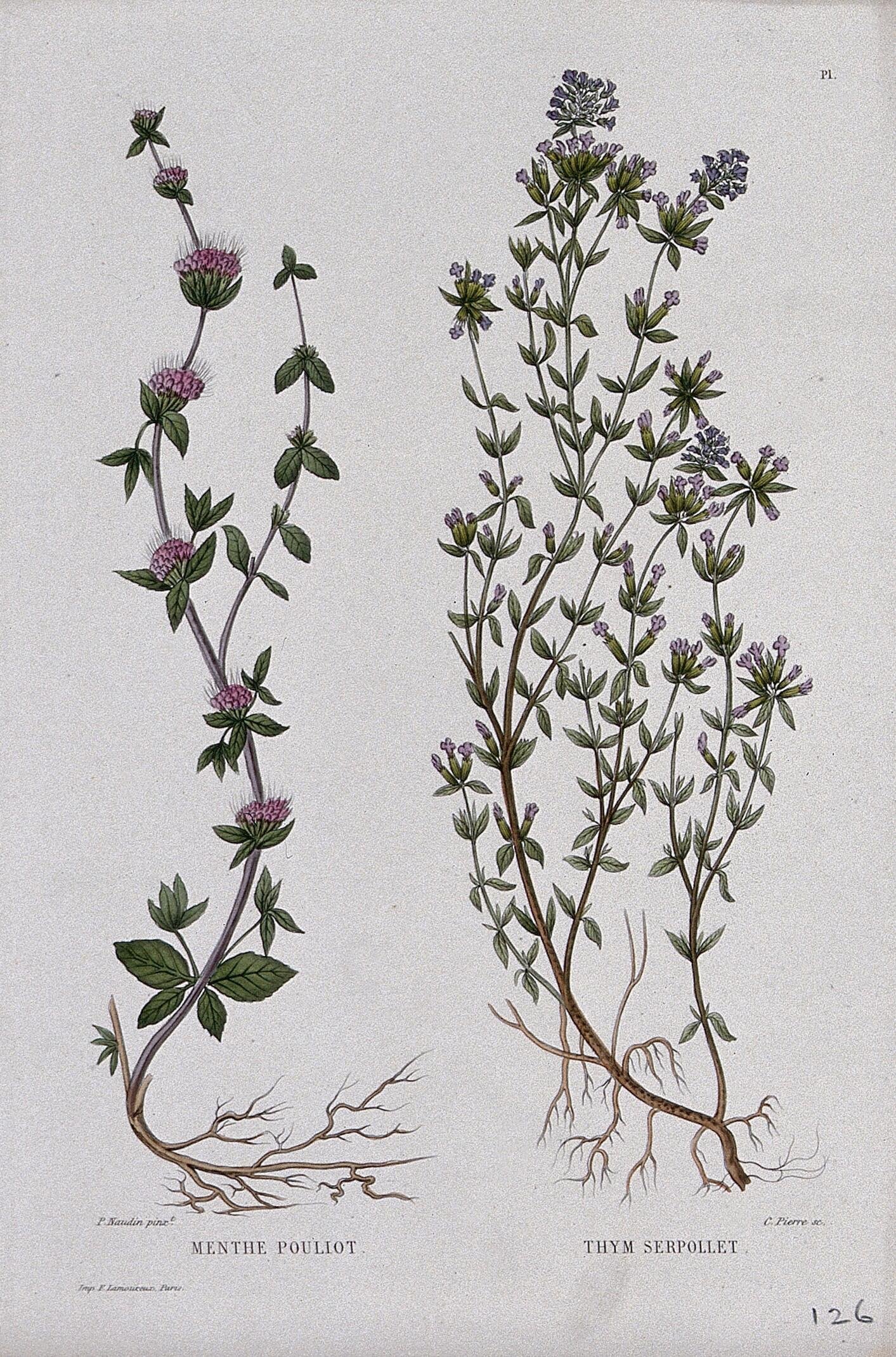 Pennyroyal Mentha pulegium and creeping thyme Thymus serpyllum entire flowering plants. Coloured etching by C. Pierre, c. 1865, after P. Naudin..jpg