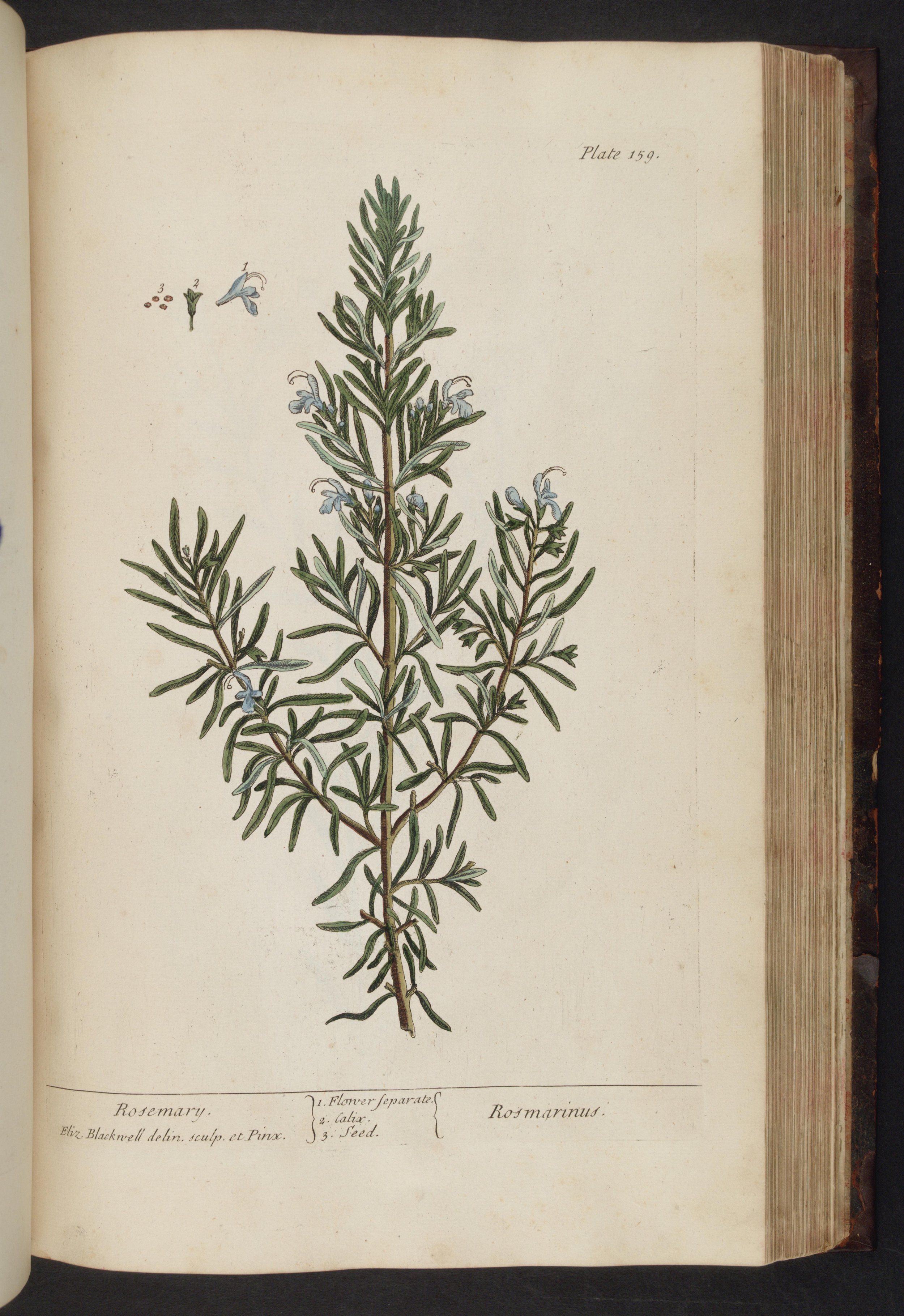 A curious herbal containing five hundred cuts, of the most useful plants biodiversitylibrary.org.jpg