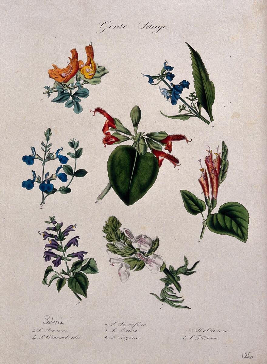 Seven different types of sage Salvia species flowering stems. Coloured lithograph..jpg