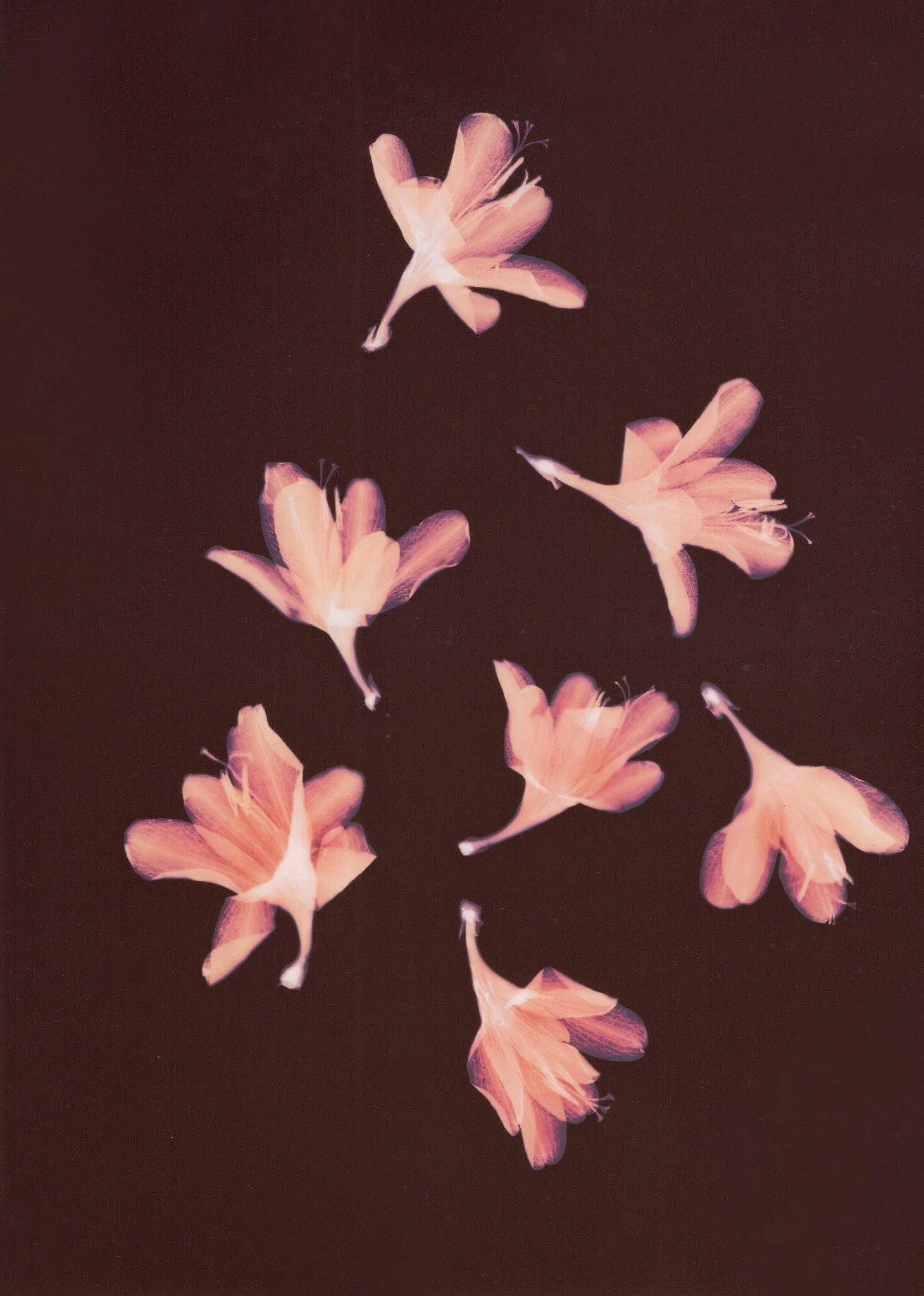 completion of lightlab cpd programme