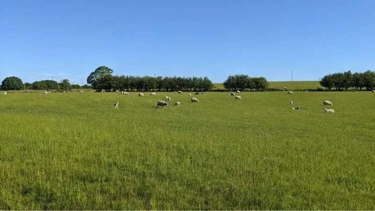 "This is a view over to Winter Hill from a field that is marked for development and extension of Wingates Industrial Estate off the A6. I only recently discovered running and have found the footpaths and green fields around my local town of Westhough