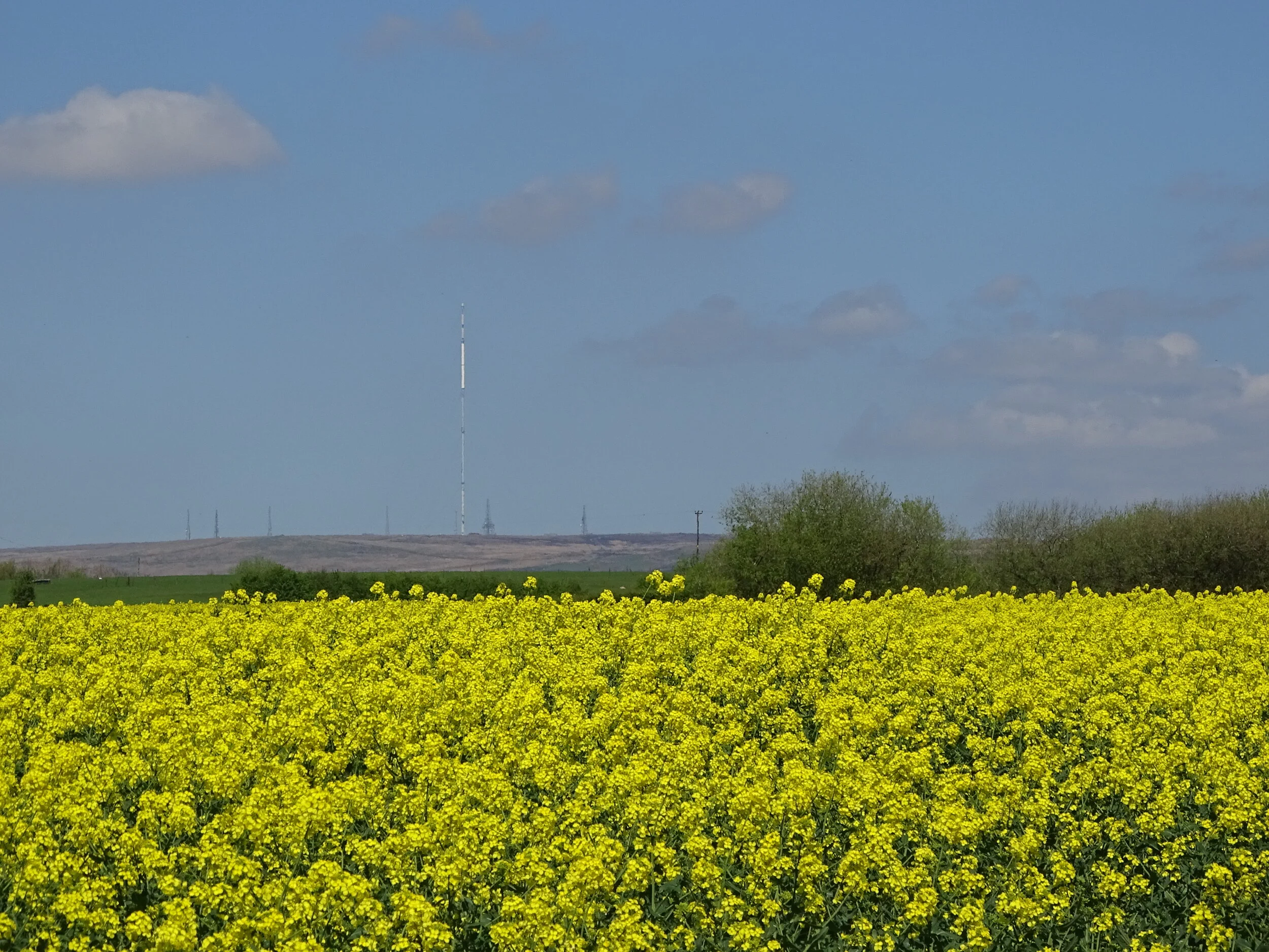 "This was taken from a Public Footpath that ran through an Oil Seed Rape crop in the spring of 2018. If you were to go to my left you would head to Borsdane Wood, if you went to my right, the ever so less glamorous Wingates Industrial Estate would be