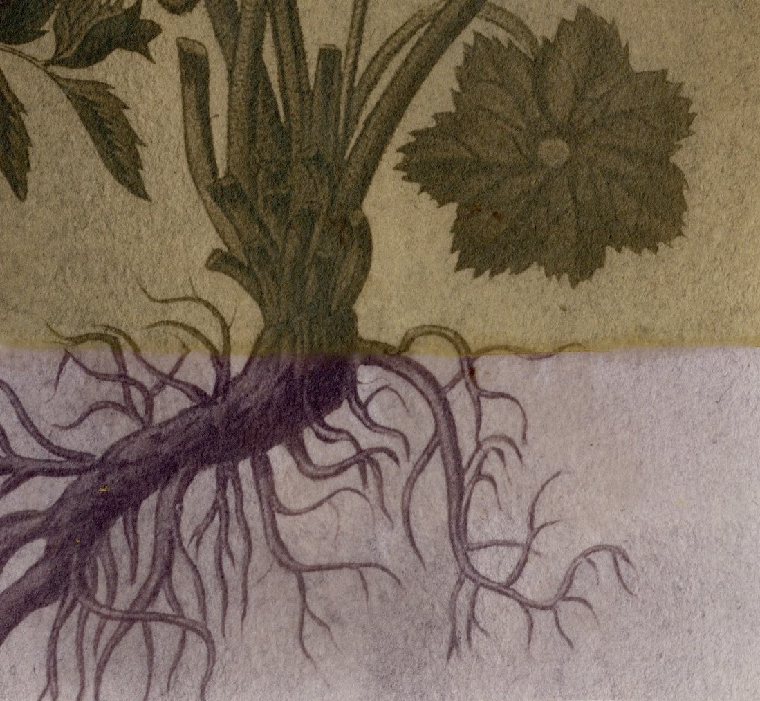 Unique cyanotype (detail) of coloured etching digital image from the collection, half toned in camomile, the other half with green tea. [Digital image: Two flowering plants burnet (Sanguisorba officinalis) and lady’s mantle (Alchemilla vulgaris). Col