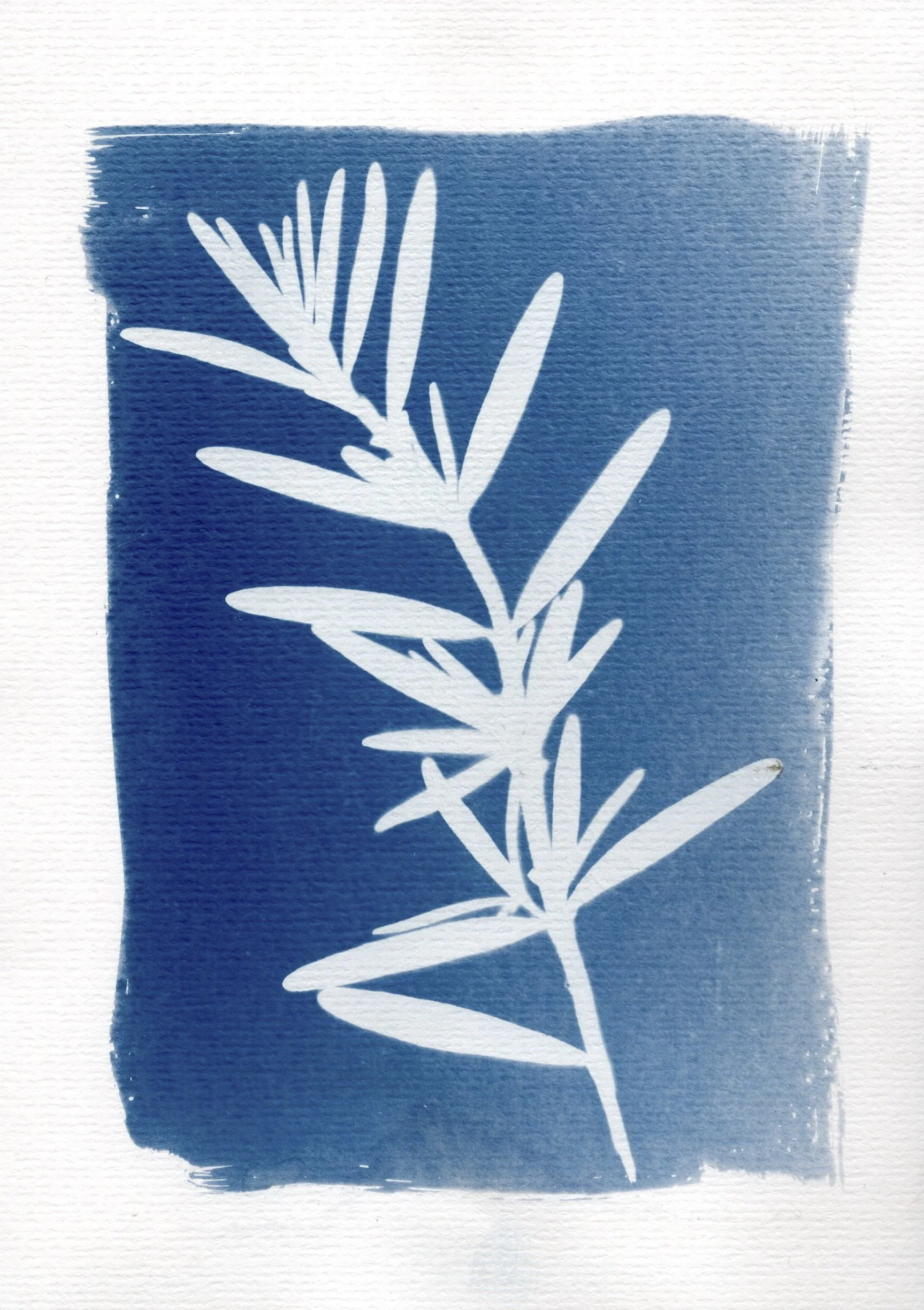 Cyanotype by Alex