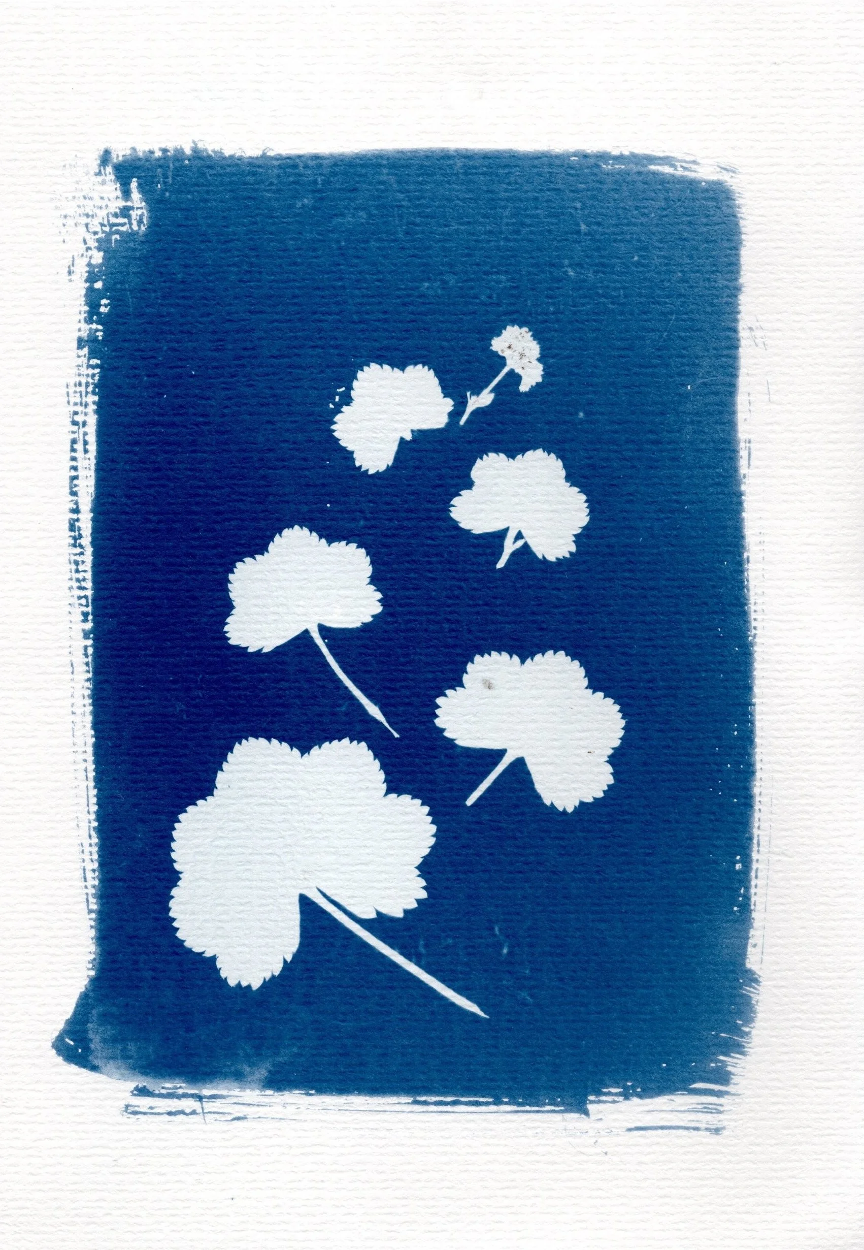 Cyanotype by Paula Dalziel