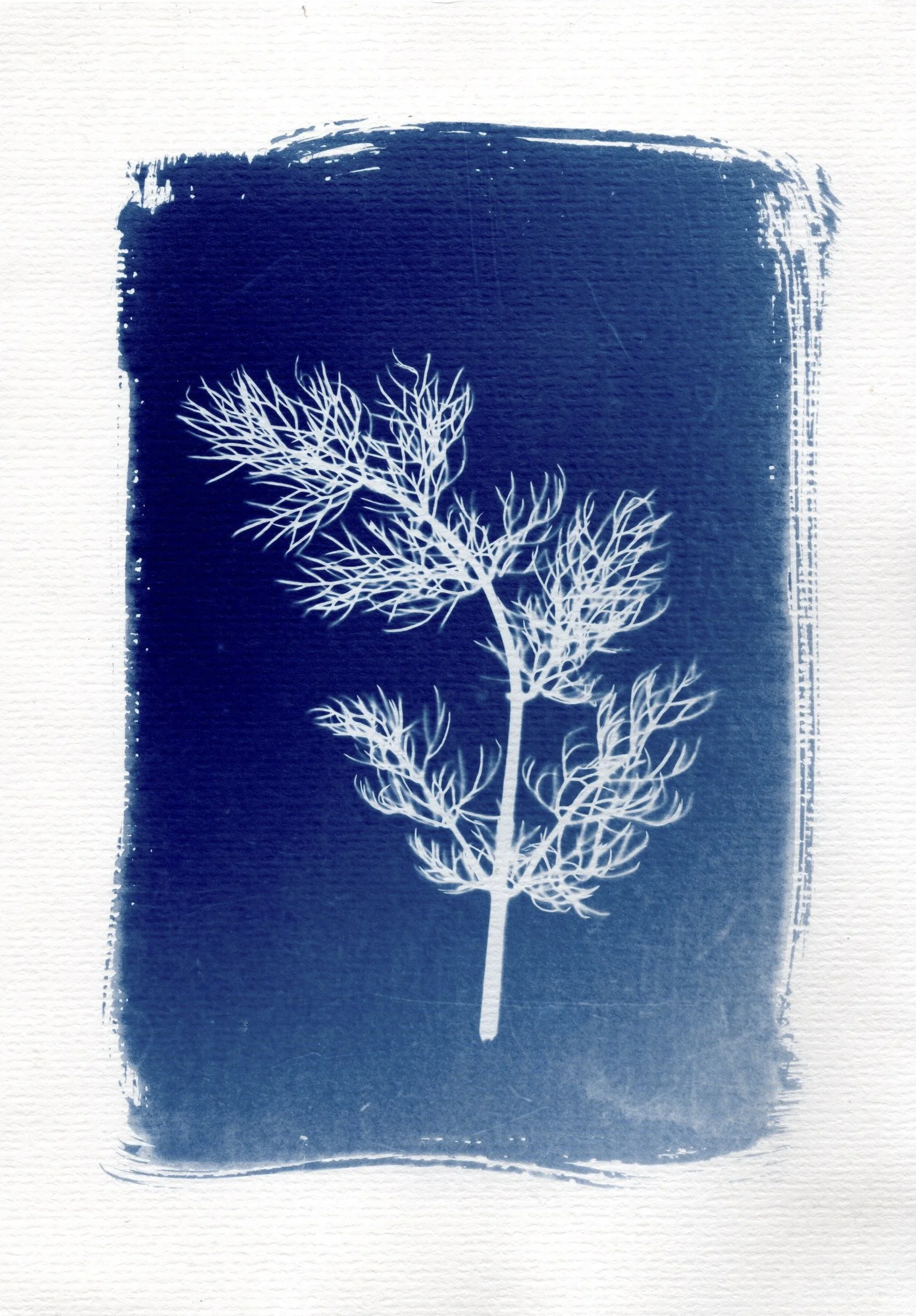 Cyanotype by Anastasia Hesketh