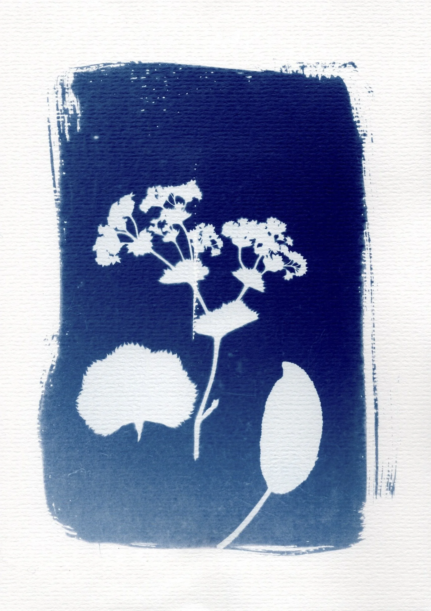 Cyanotype by Leona