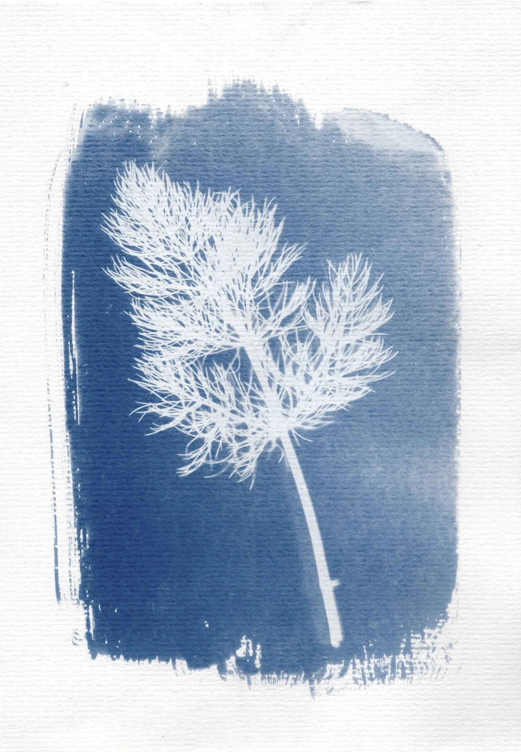 Cyanotype by Sarah-Jane