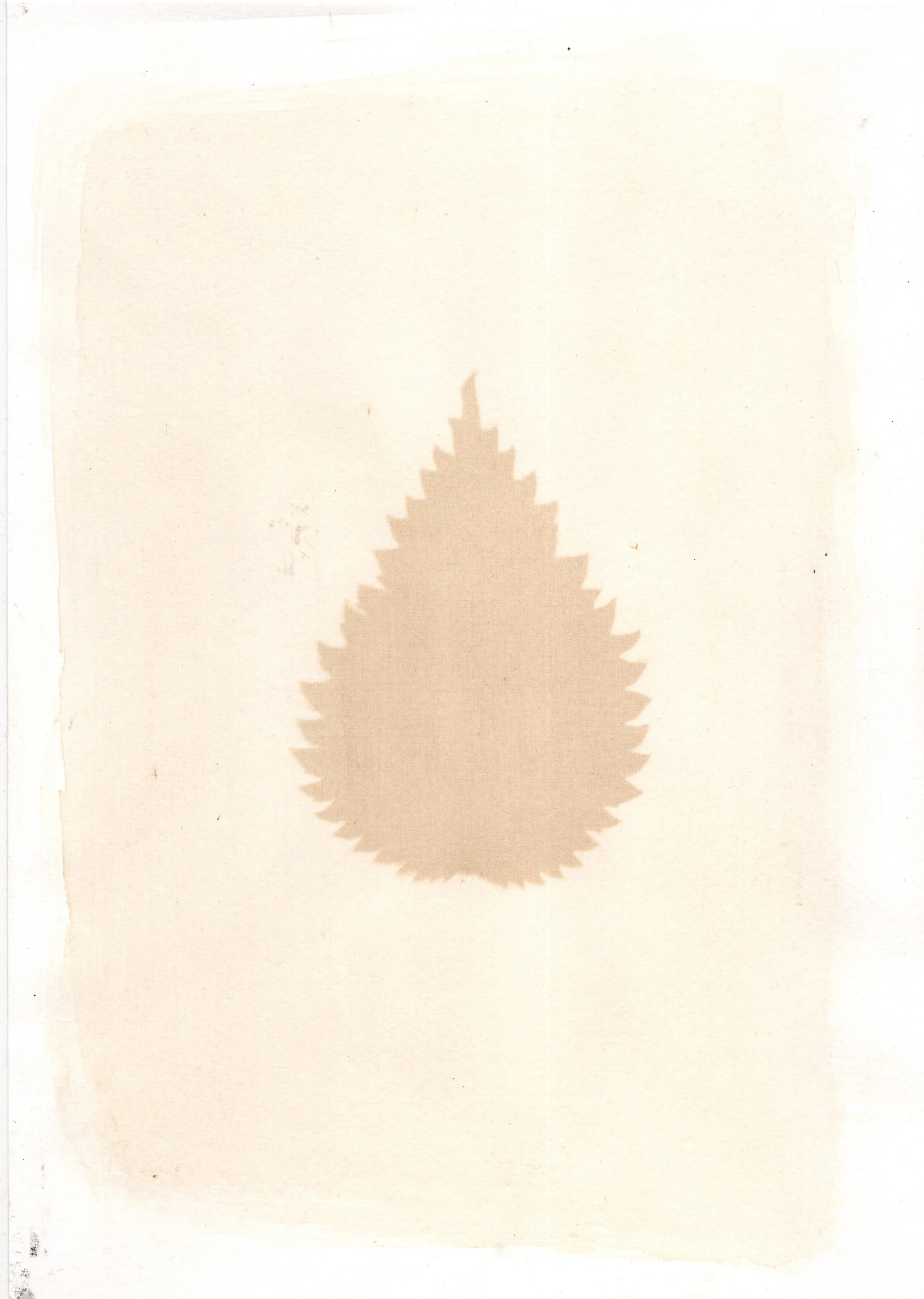 Nettle anthotype