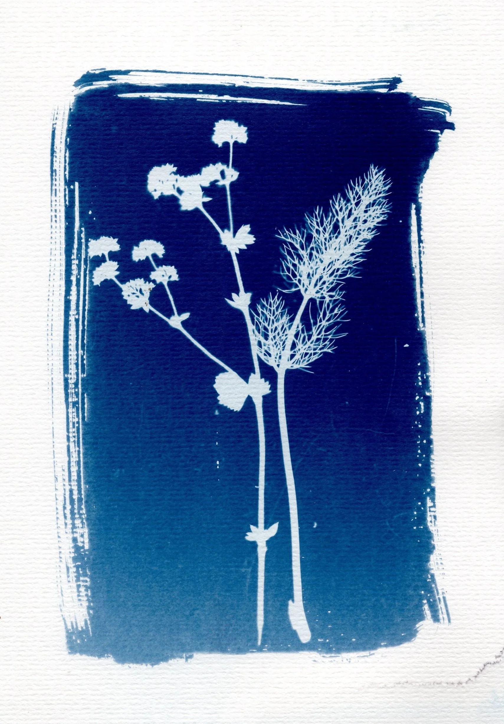 Cyanotype by Sarah Martin