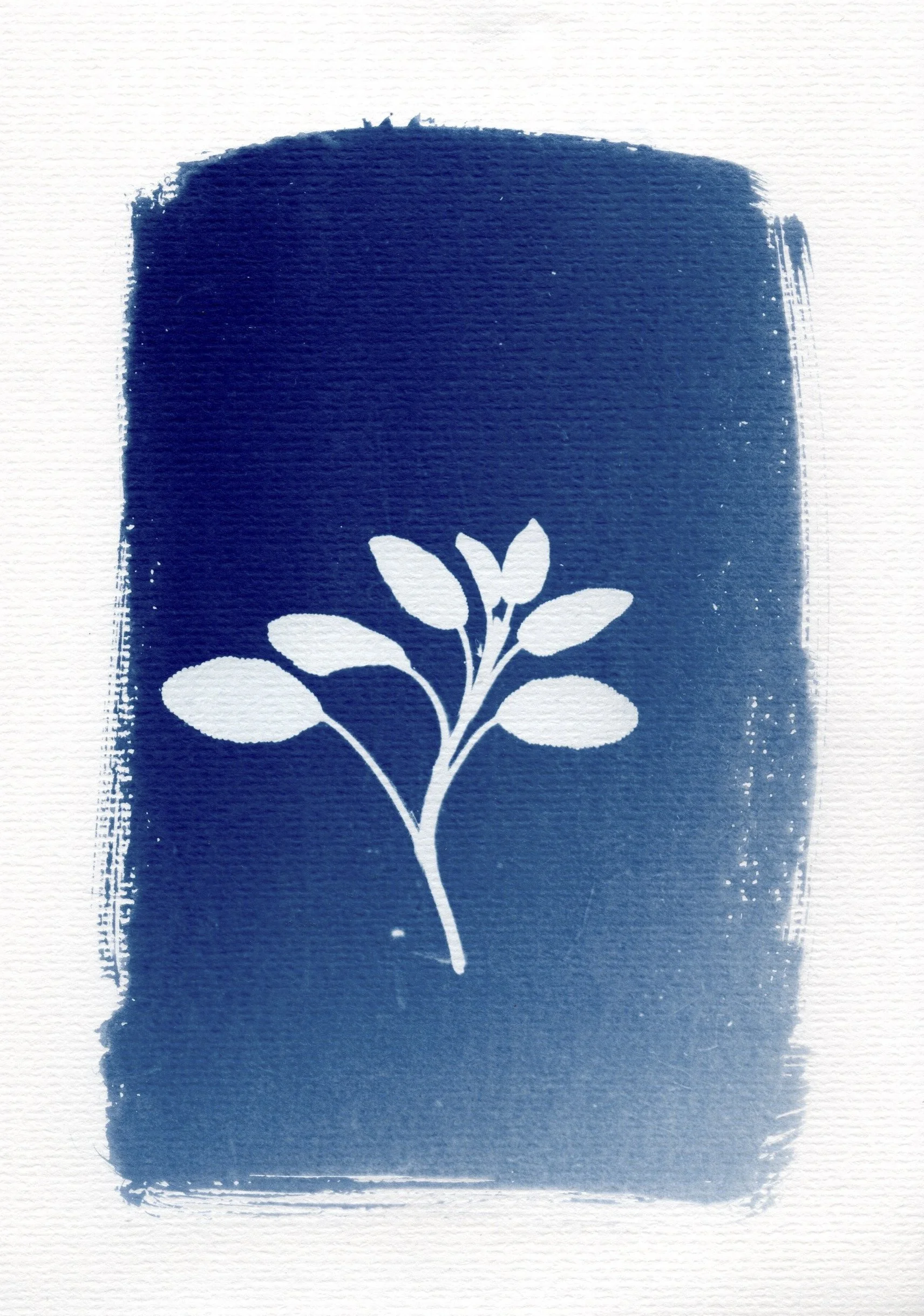 Cyanotype by Eris