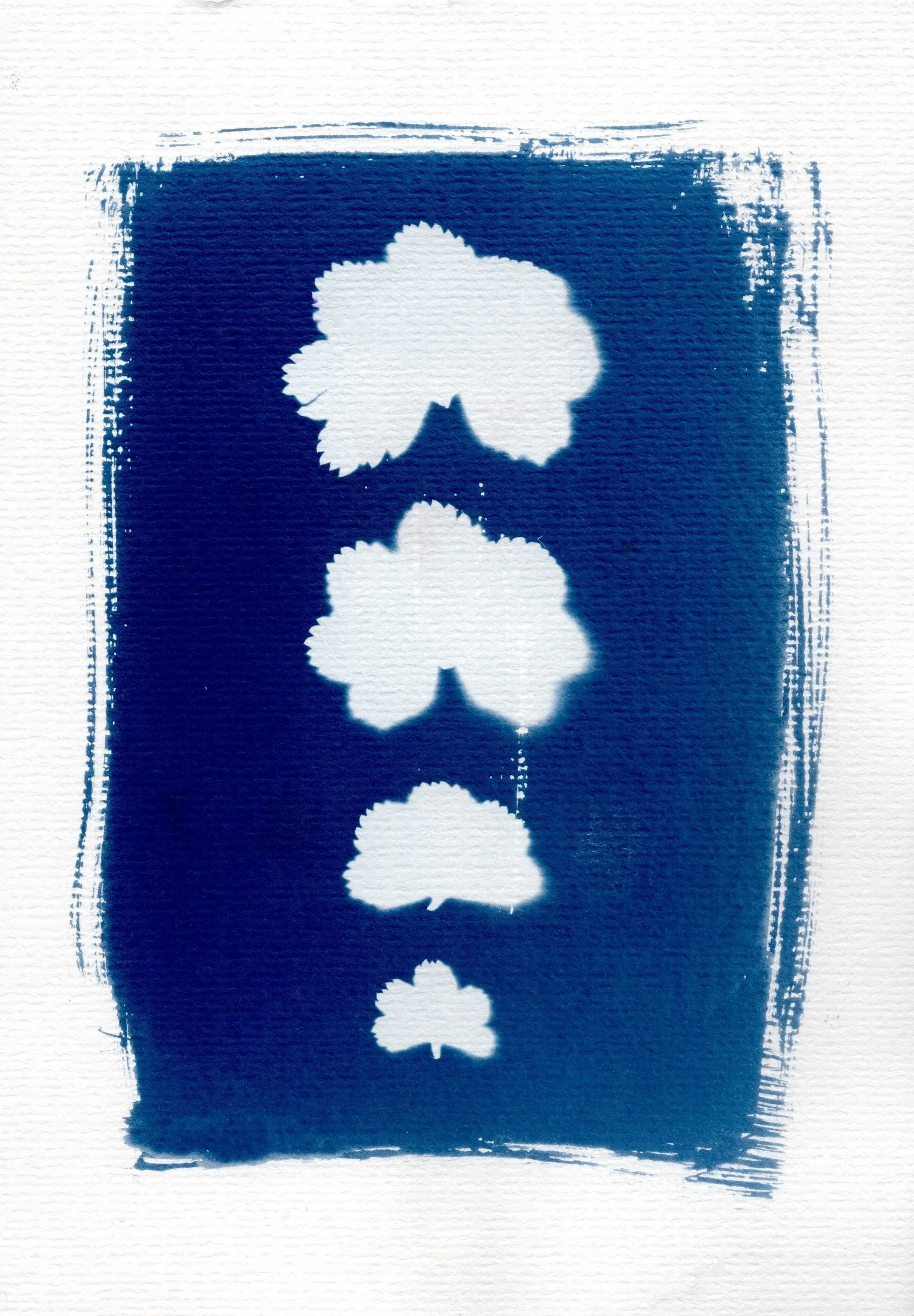 Cyanotype by Kate Hardy