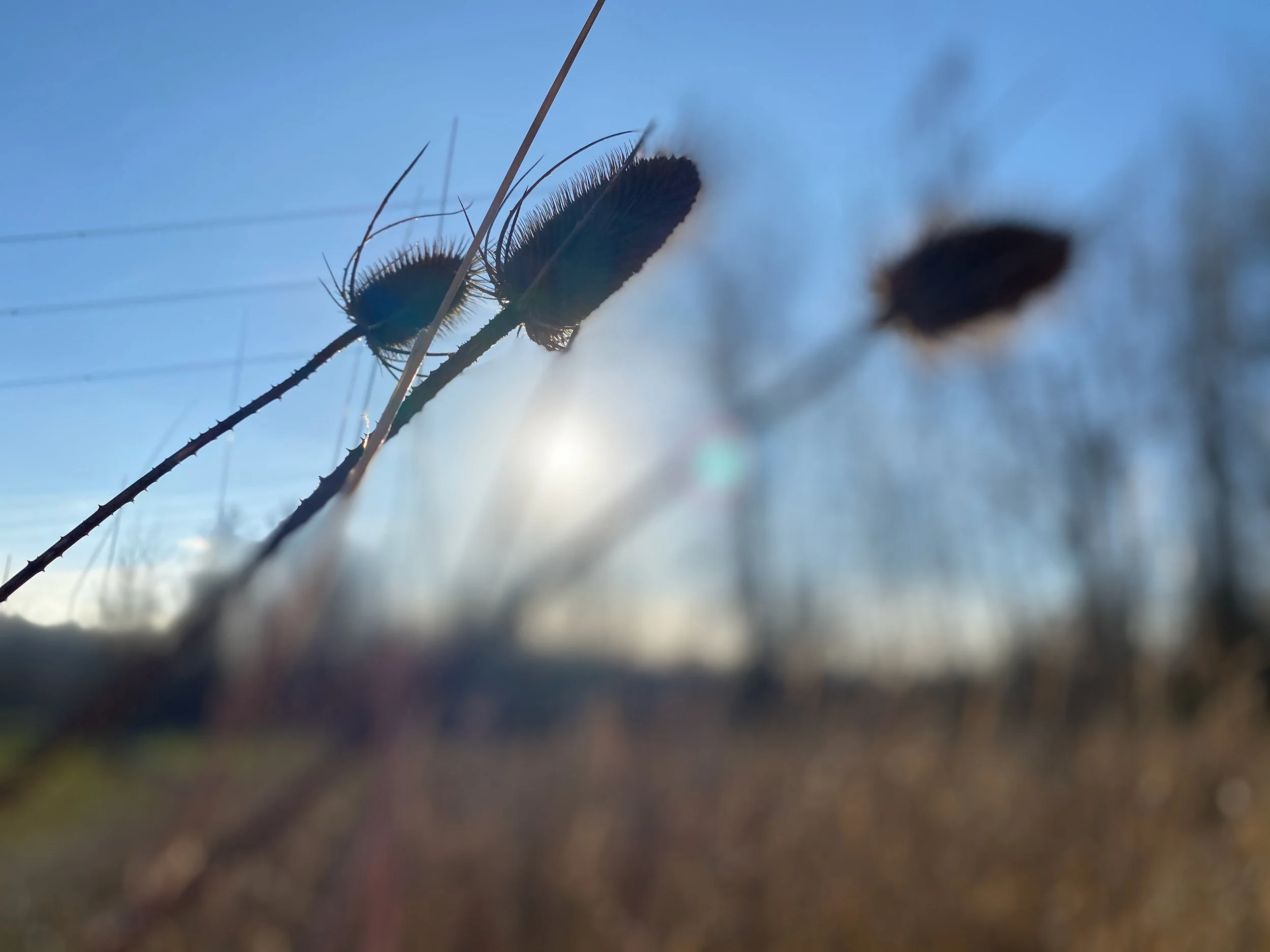 Where Attention Softens