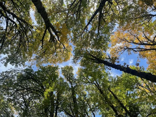 Looking up at a forest canopy with tall trees, green and yellow leaves, and a patch of blue sky visible through the foliage.
