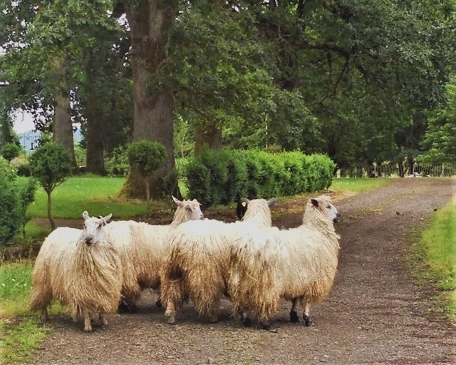 sheep Shropshire homestead welcomes three more of the 'world's cutest