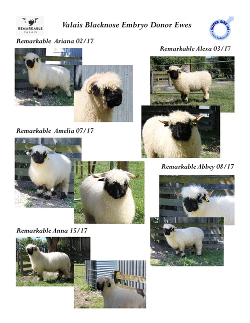 Valais Blacknose Sheep — Shepherds Lane