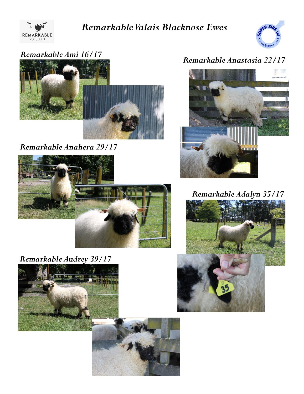 Valais Blacknose Sheep — Shepherds Lane