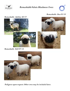 Valais Blacknose Sheep — Shepherds Lane