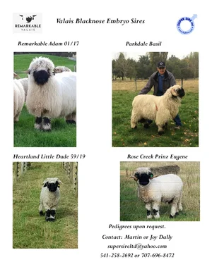 Valais Blacknose Sheep — Shepherds Lane