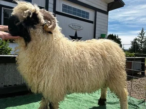 Valais Blacknose Sheep — Shepherds Lane