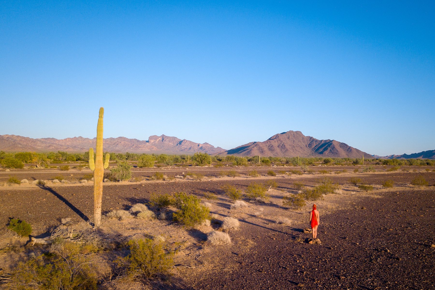 Discussing Age at Sunset with a Saguaro