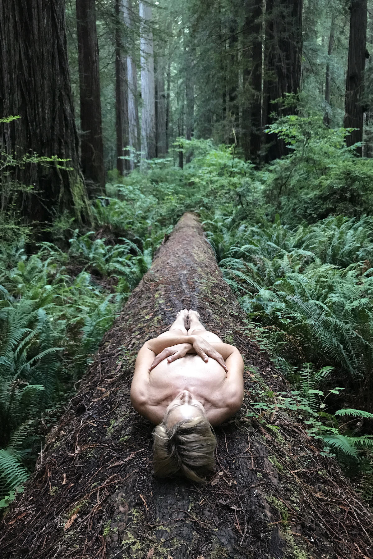 Resting in the Redwoods