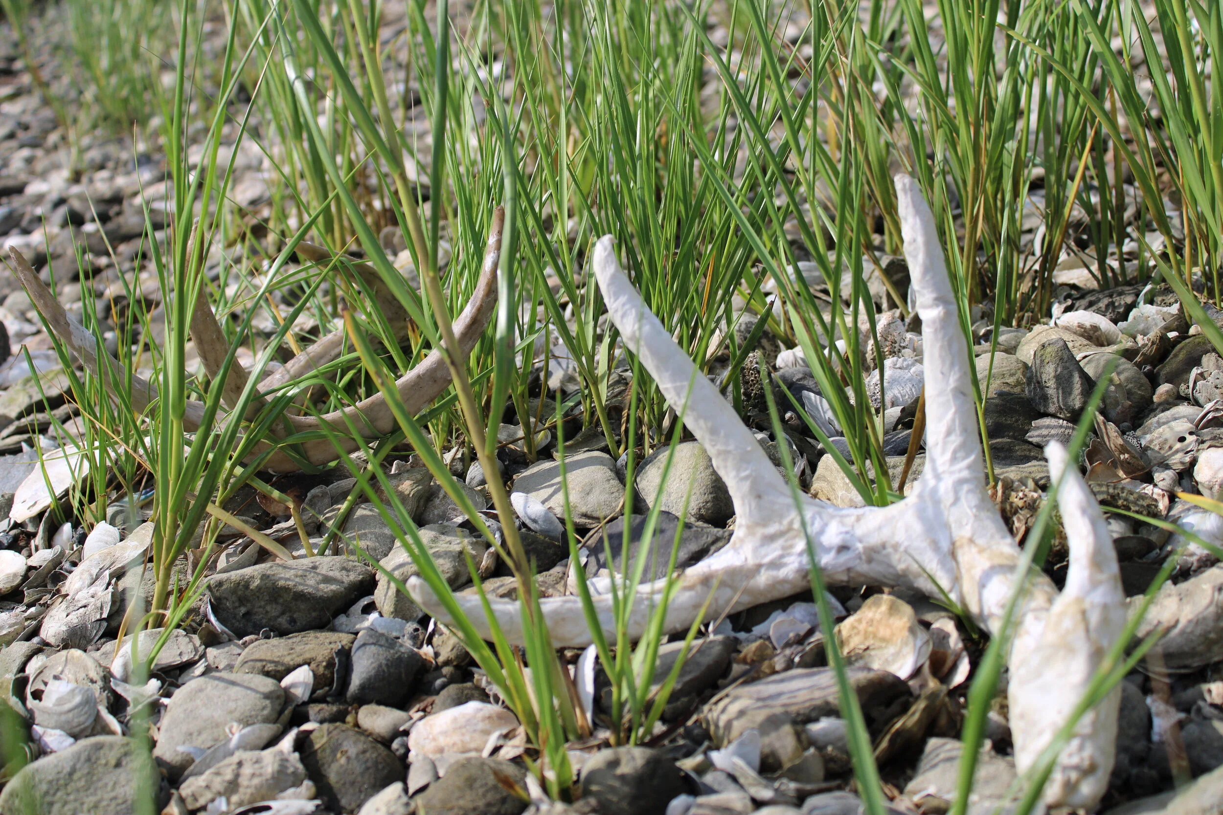 Found Objects Returned to the Bay