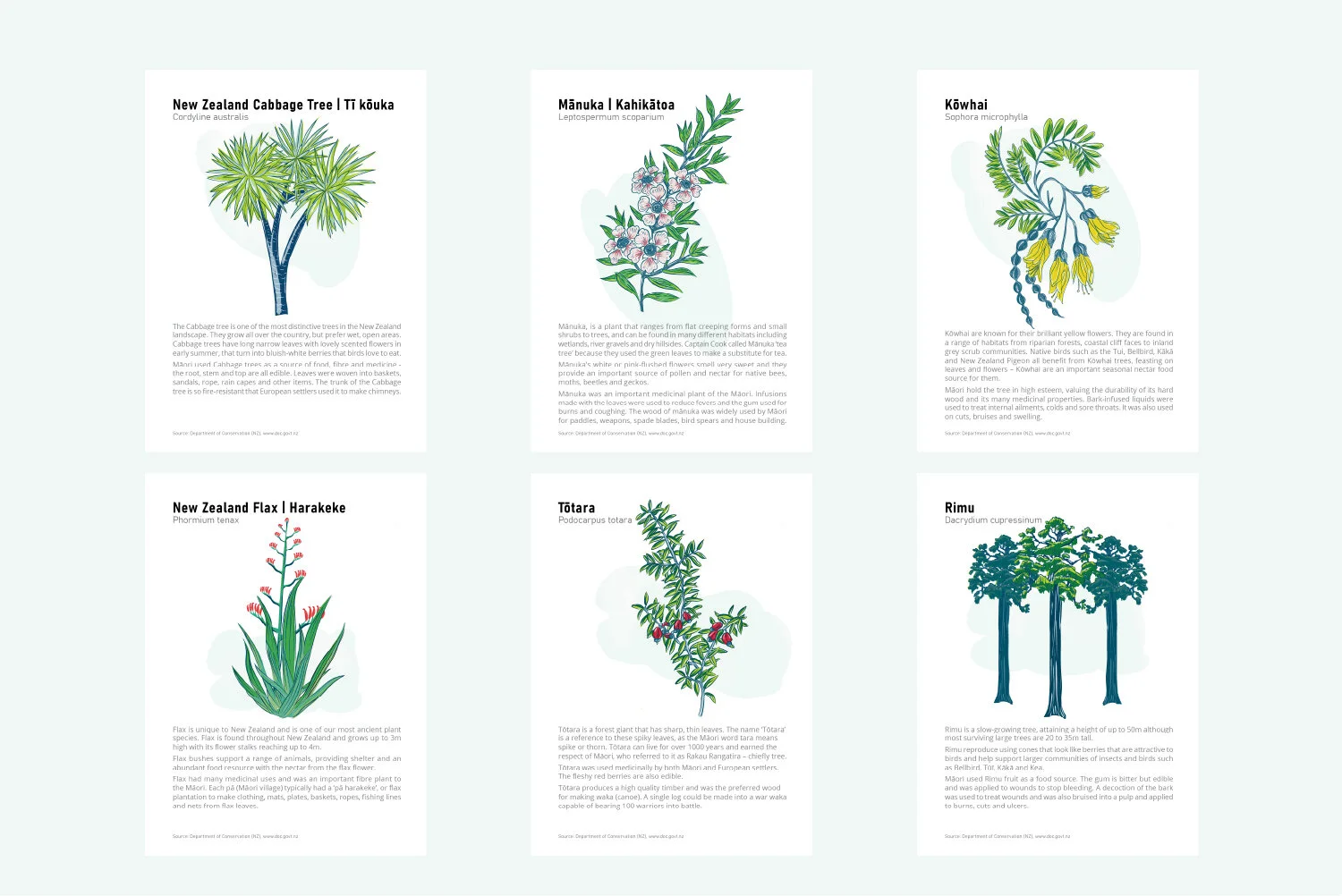 native plants+illustration+new zealand.jpg
