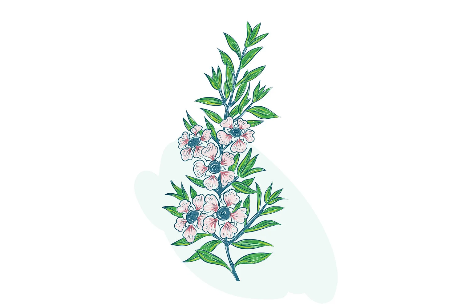 manuka+illustration.jpg
