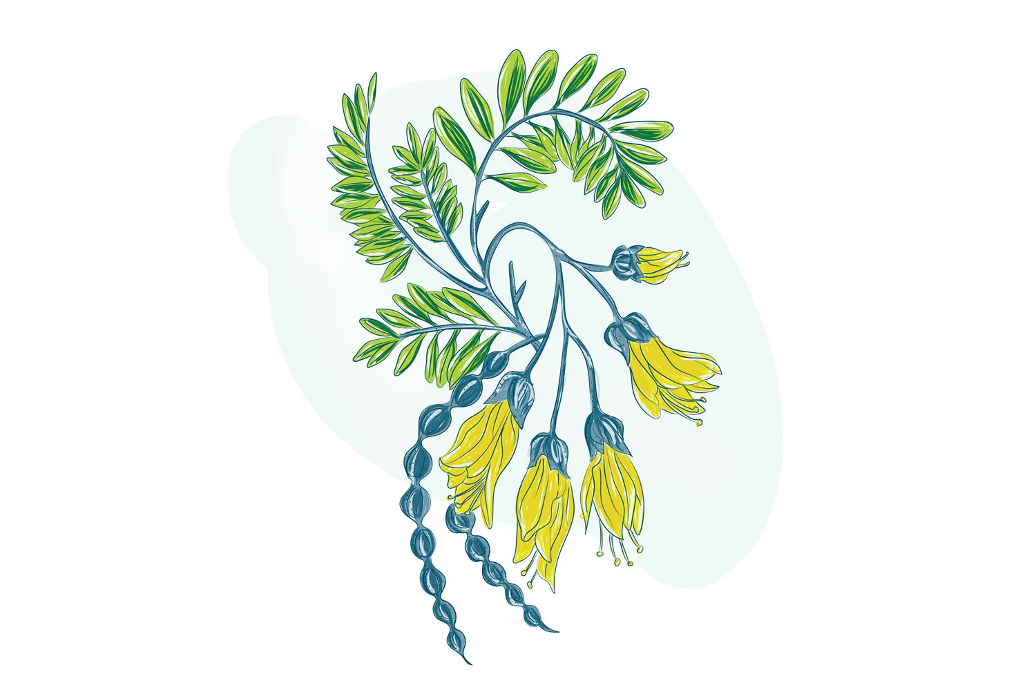 kowhai+illustration.jpg