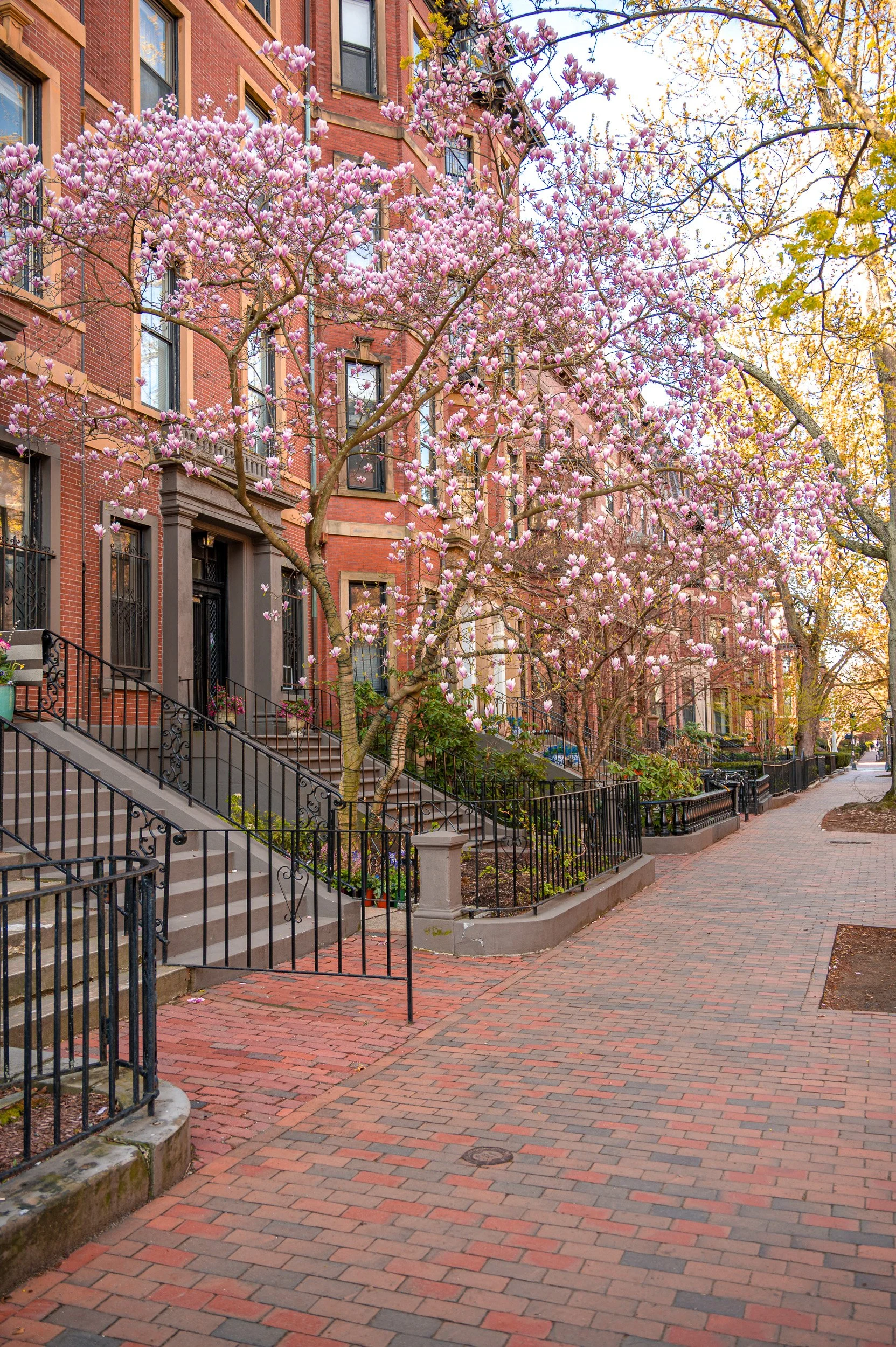  barna-road-magnolia-canopy-sidewalk-back-bay-boston-spring.jpg