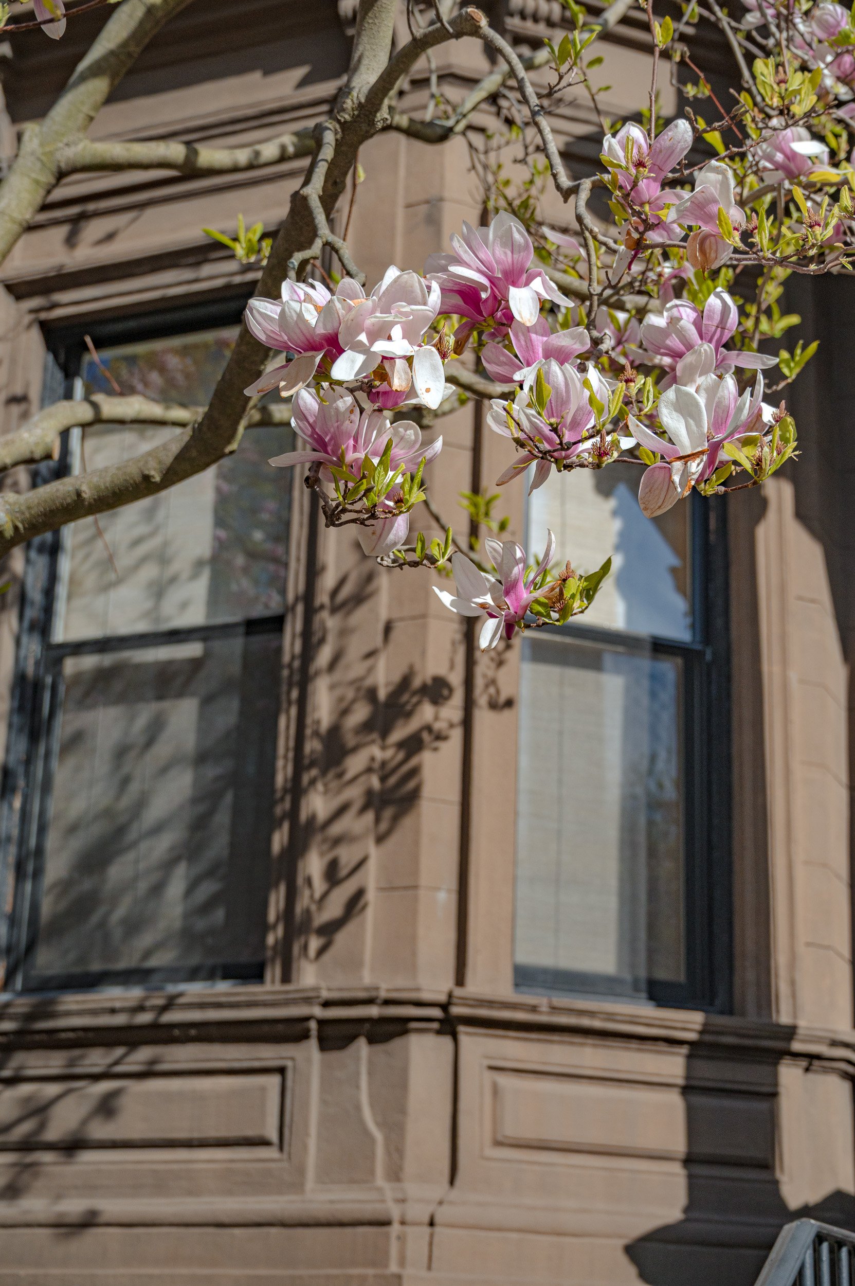 barna-road-BackBay-Boston-Spring-12.jpg