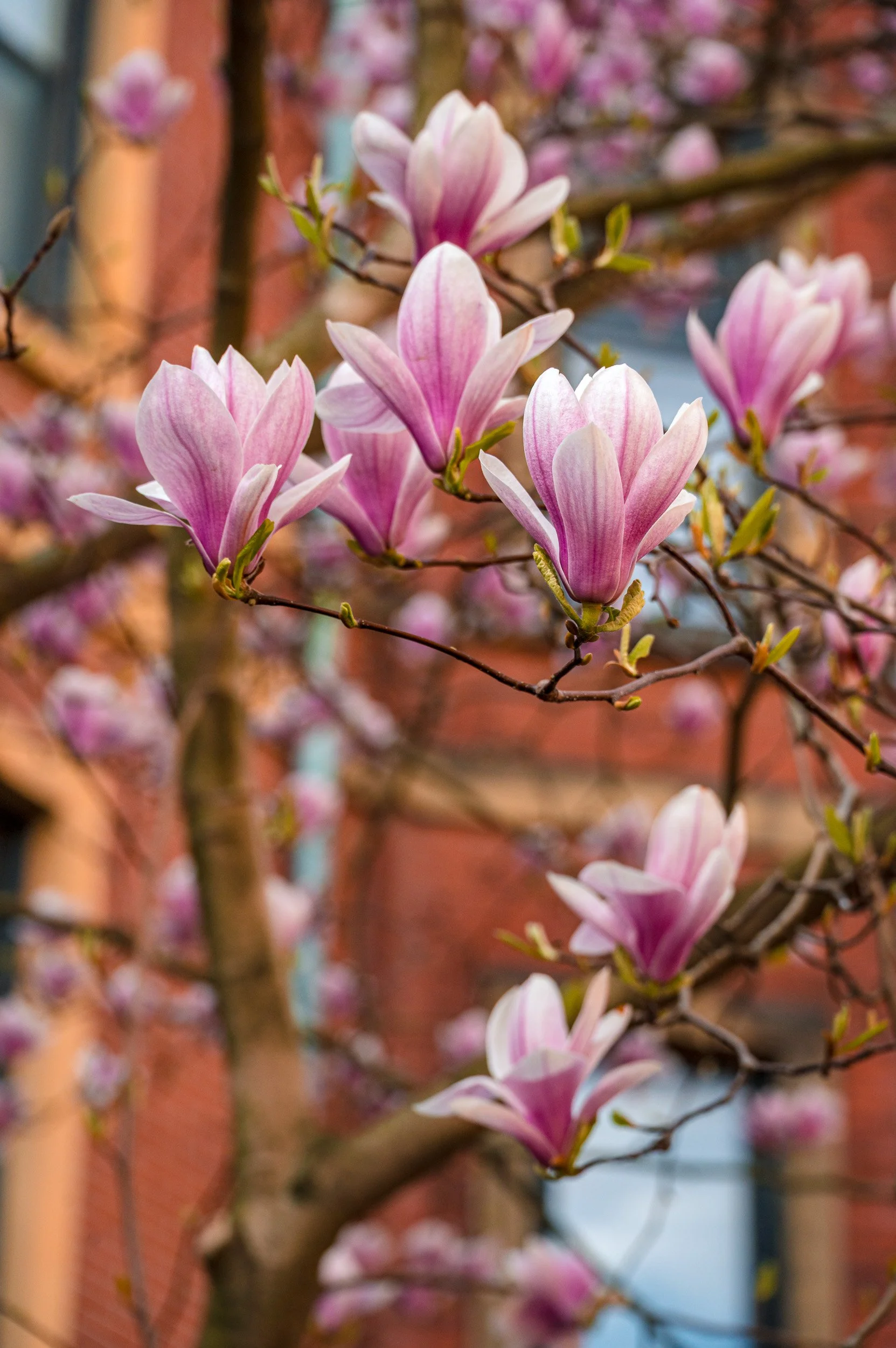 barna-road-BackBay-Boston-Spring-6.jpg