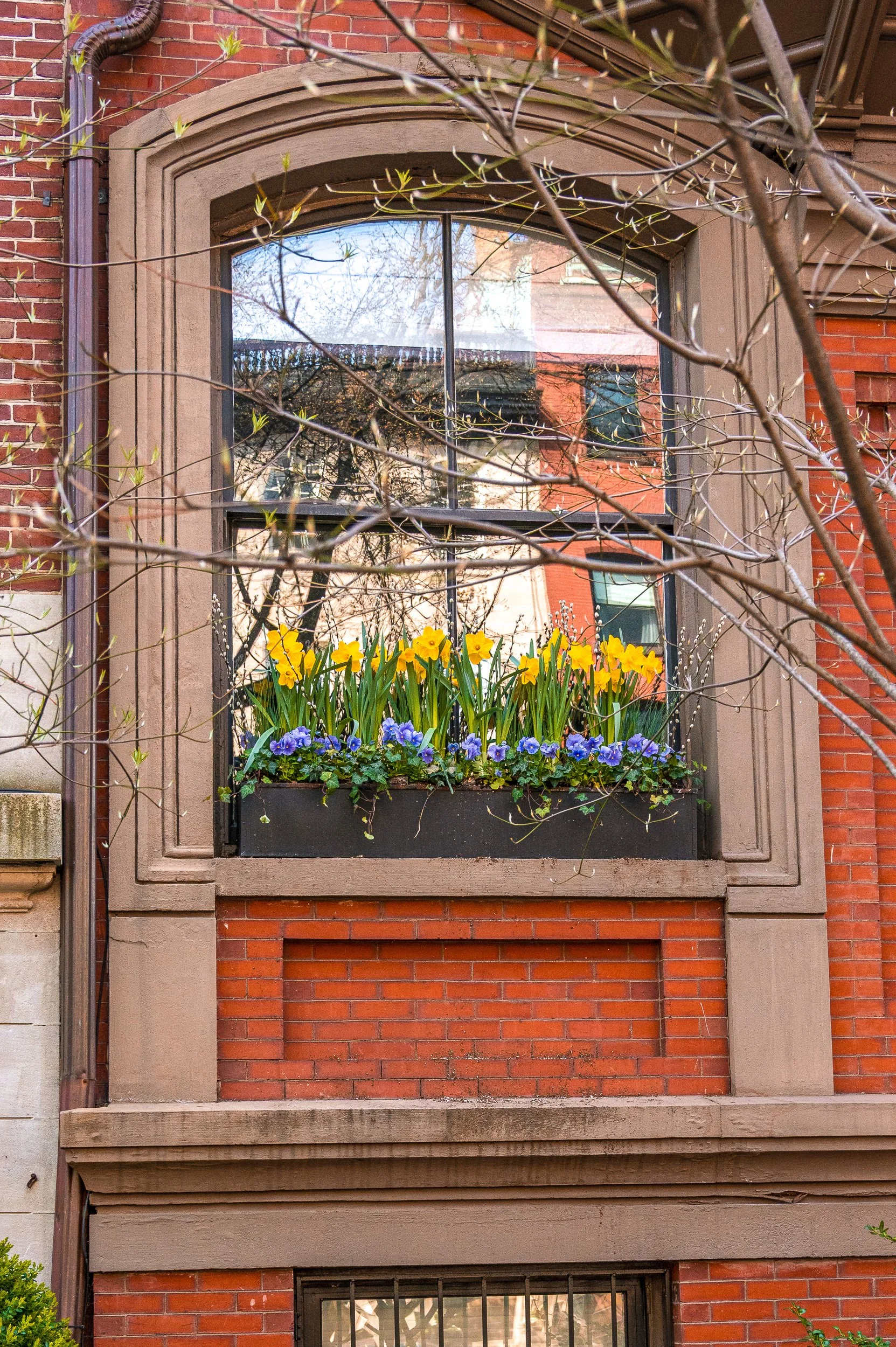 Window box: yellow daffodils + purple pansies