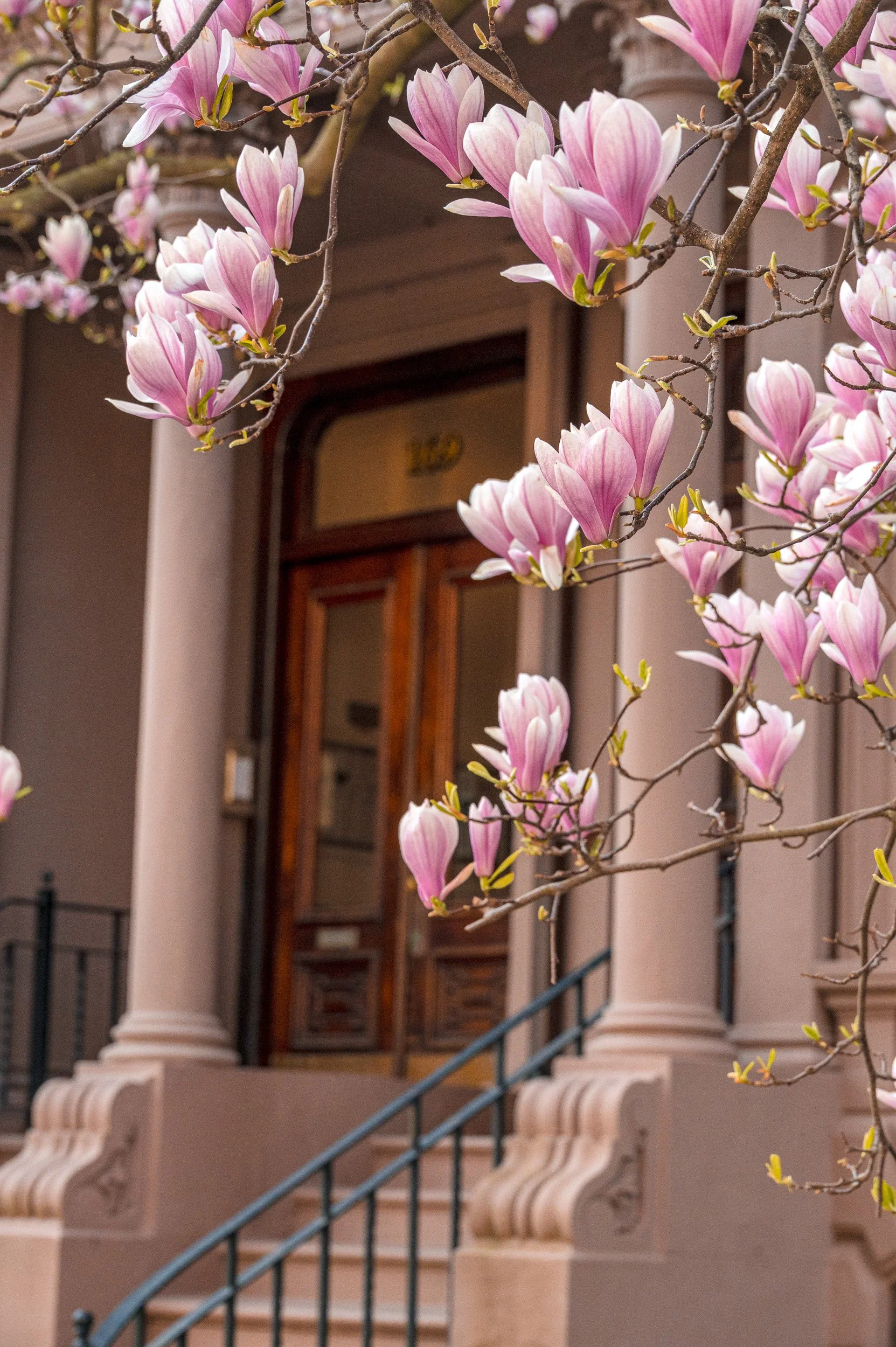 Magnolia blossoms frame the entrance at Door No. 160, softening a classic Back Bay facade in the height of Boston's spring bloom.