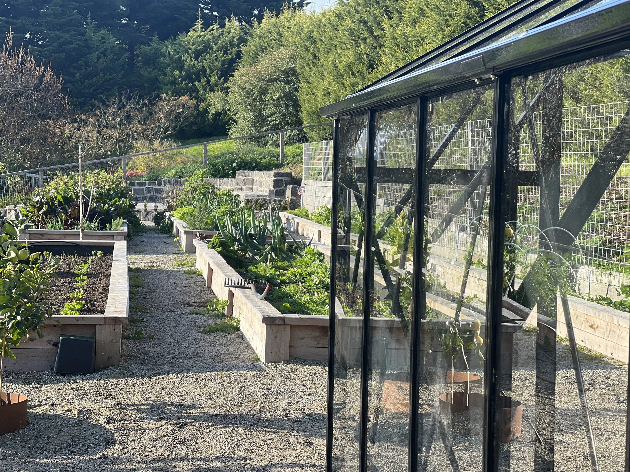 A garden with raised beds of plants, a gravel pathway, a greenhouse with glass panels, and green trees in the background.