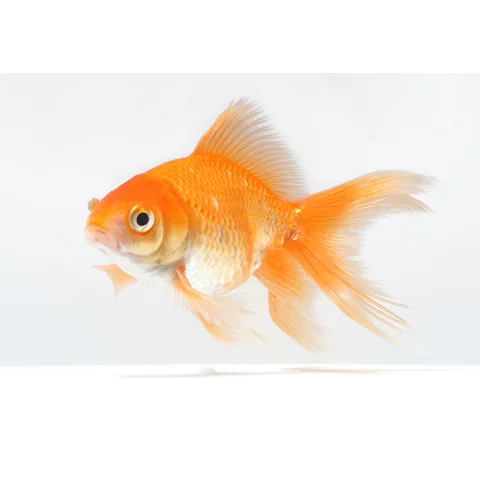 golfish.jpg