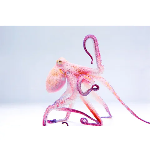 Pink Tako
