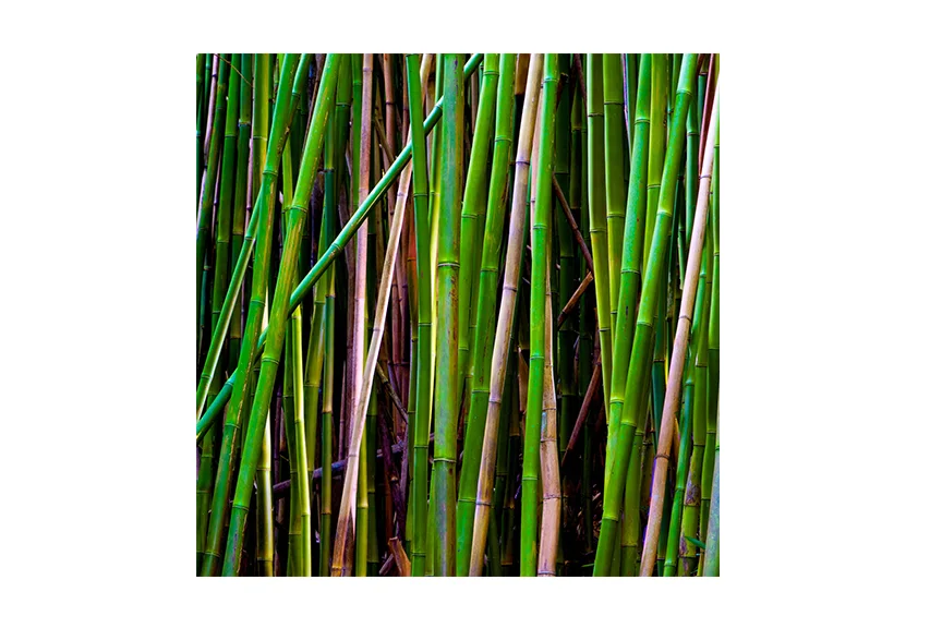 Bamboo