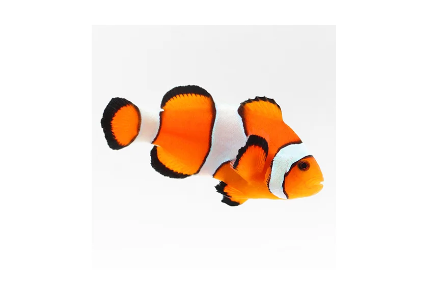 Clownfish