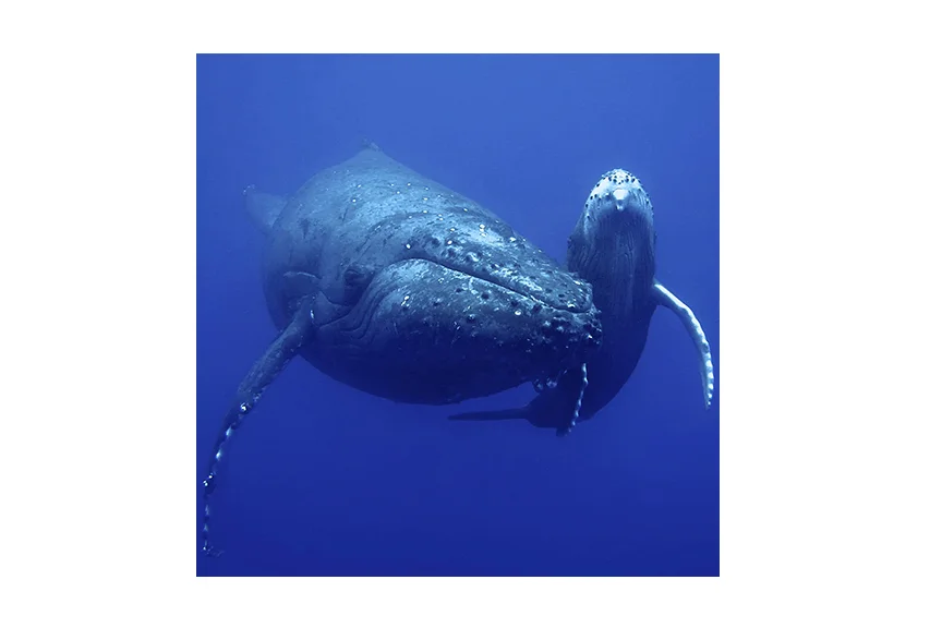 Mom &amp; Baby Humpback