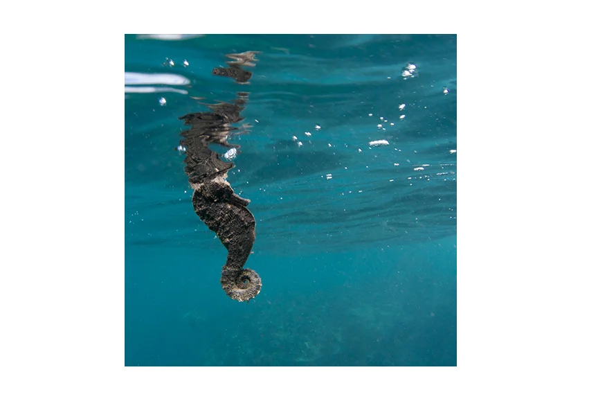 seahorse.jpg
