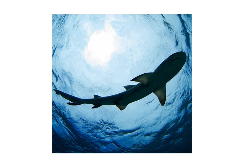 shark.jpg