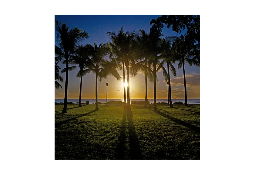 sunpalms.jpg