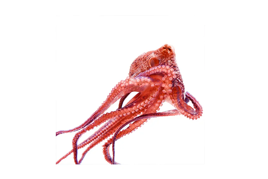 tako1.jpg