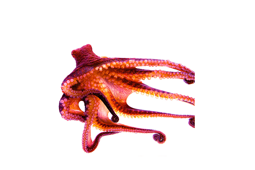 tako3.jpg