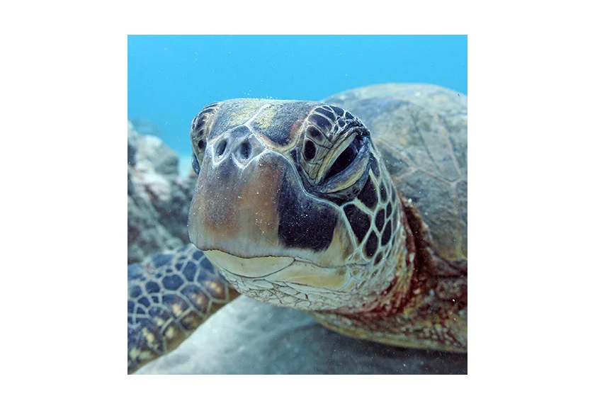 turtleHead.jpg