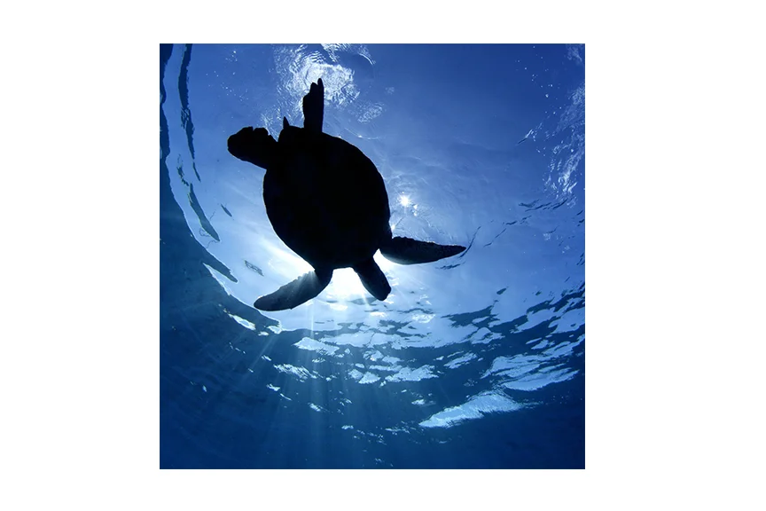 turtlesilloette.jpg