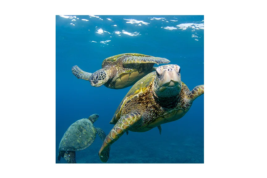 turtletrio.jpg