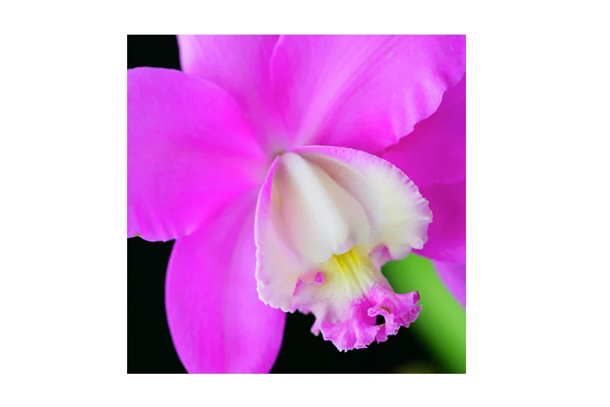 VioletOrchid.jpg